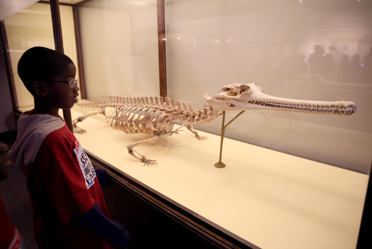 A student from Leif Ericson Elementary Scholastic Academy checks out a skeleton of an Indian Gavial.