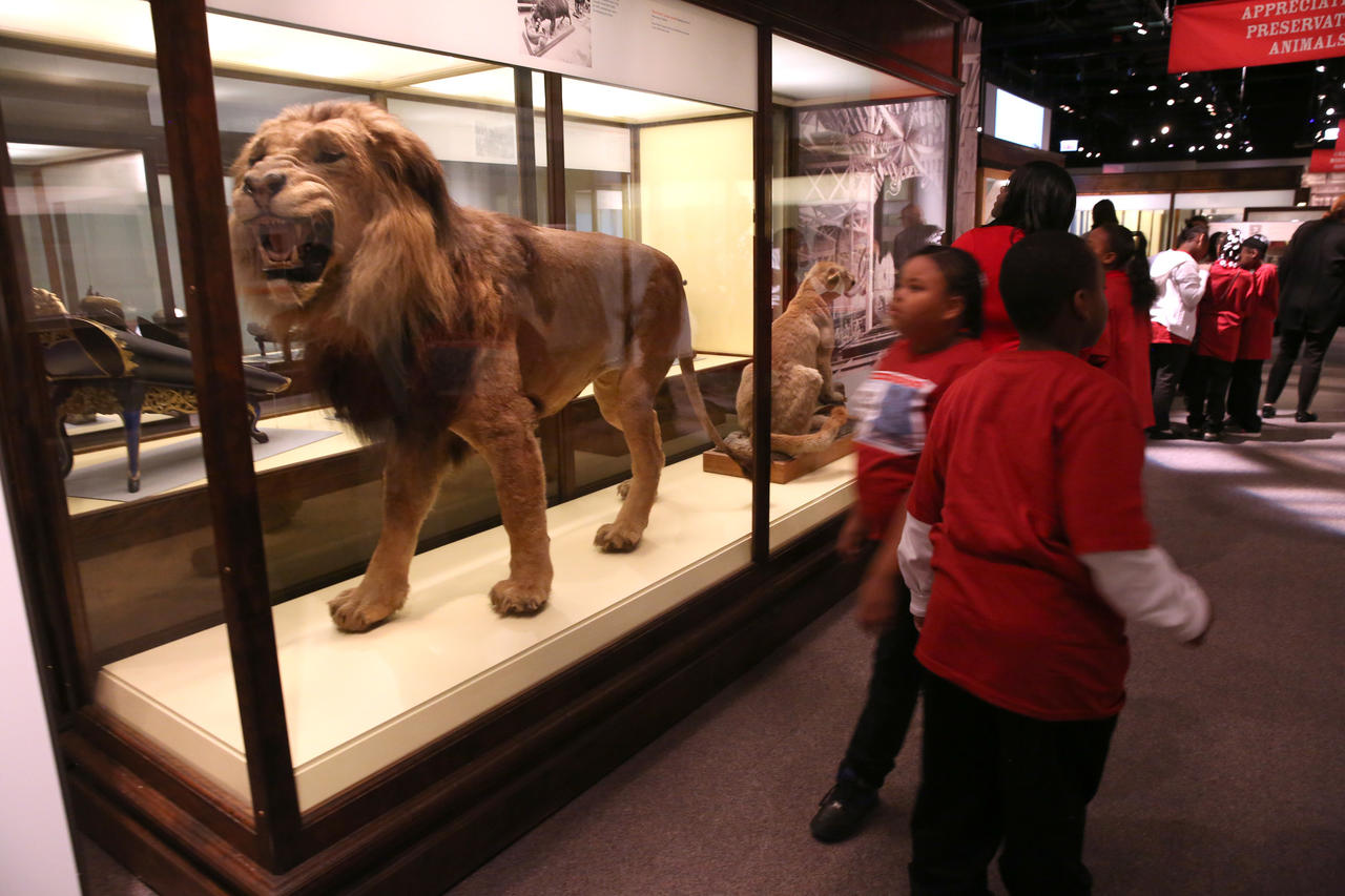 An African lion is a big hit with students from Leif Ericson Elementary Scholastic Academy.