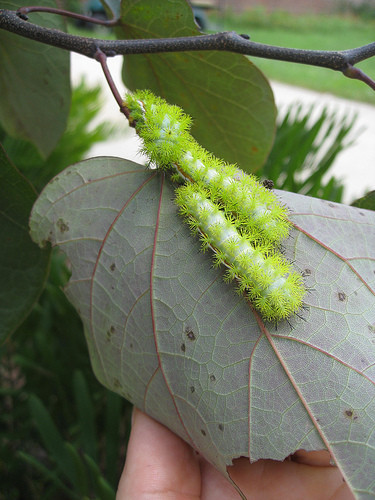 What do poisonous caterpillars look like?