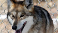 Mexican gray wolves form 2 new packs in American Southwest