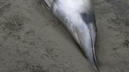 Decomposing whale on Malibu beach is an outsize problem - latimes.