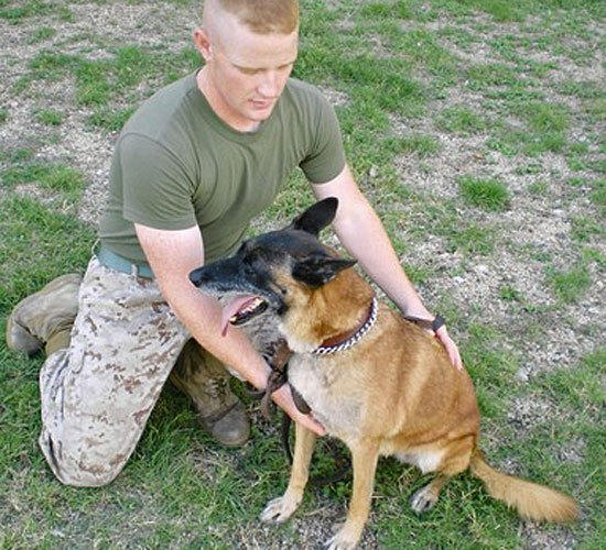Canine PTSD