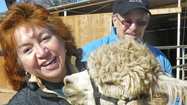 La Cañada couple raises alpacas for the love of animals -- and future profits