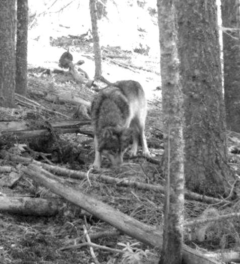 OR7 in a November 2011 photograph snapped by a hunter's trail camera in Oregon.