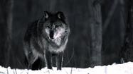 Group says it can force state vote on hunting recently-endangered wolves 