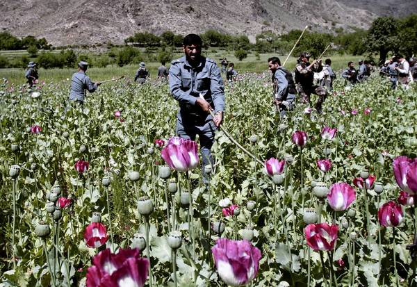 Opium poppy field in Afghanistan
