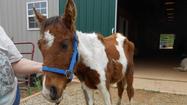 PHOTOS: Roanoke Valley Horse Rescue asks for help with "Shotgun"