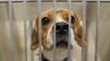 Rufus the beagle awaits legal process