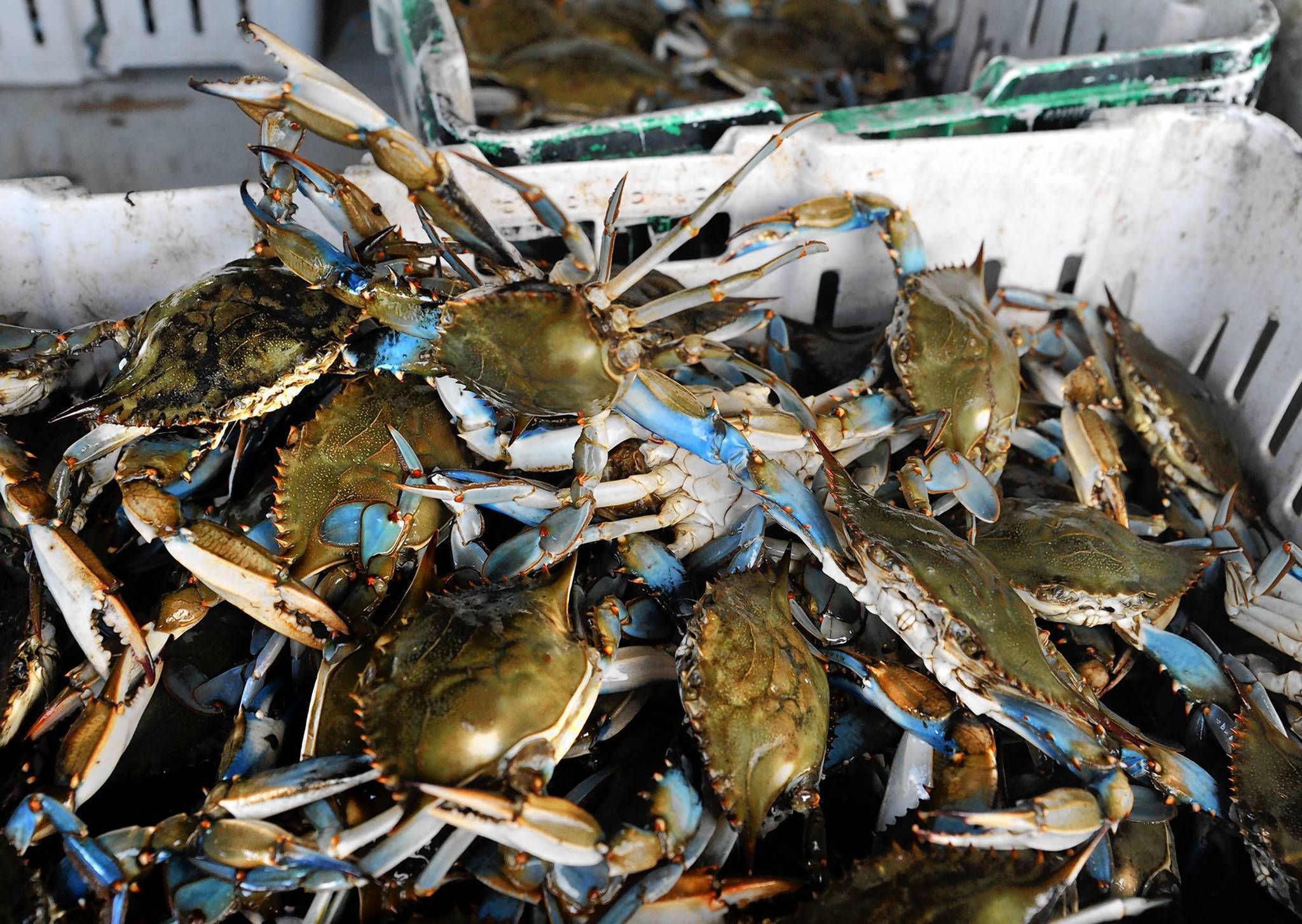Crabs 101 | A guide to cooking, eating and enjoying Maryland crabs