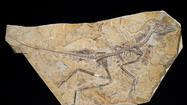 Scientists find oldest feathered dinosaur yet: Sorry, Archaeopteryx