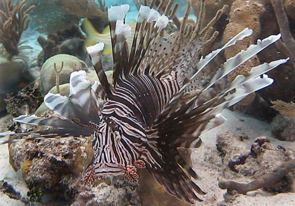 lionfish found in the gulf coast