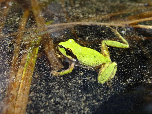 Pacific chorus frogs like this one were found to contain traces of 10 agricultural chemicals that were used in farming fields up to 100 miles away, according to a new study.