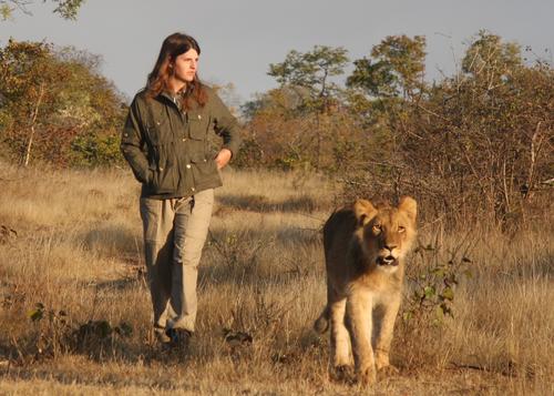 African Impact volunteers with the Victoria Falls Lion Conservation  Project will get involved in researching the big cats' behavior as well as doing hands-on work. Volunteers can walk alongside lions in the African bush and experience being part of a hunt as young cubs learn to stalk their prey.