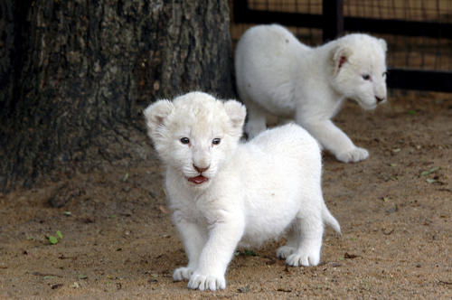 In honor of International Cat Day, Go Voluntouring has put together a list of opportunities for those interested in working with cats large and small, including the rare white lion of South Africa.