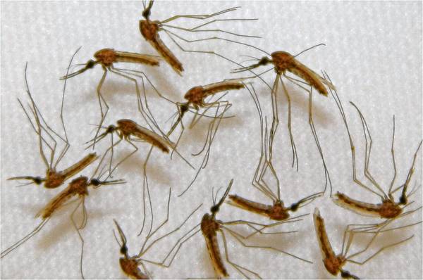 Malaria vaccine shows promise in test