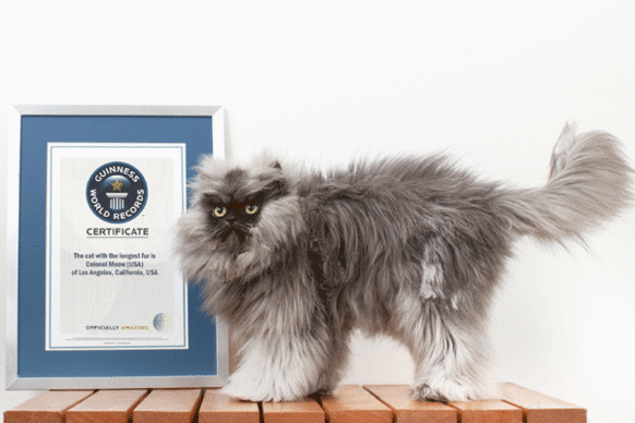 Colonel Meow in his official portrait for the upcoming "Guinness World Records 2014."