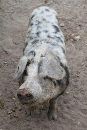 Hunter gatherers kept domesticated pigs 