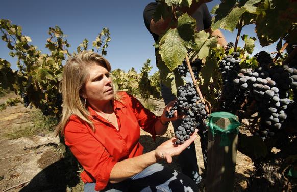 Cindy Steinbeck, whose family has been in the area since the 1800s, checks the grapes at Steinbeck Vineyards and Winery in Paso Robles.