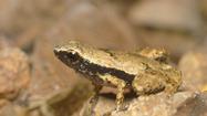 Tiny 'earless' frog hears sound with its mouth, scientists say
