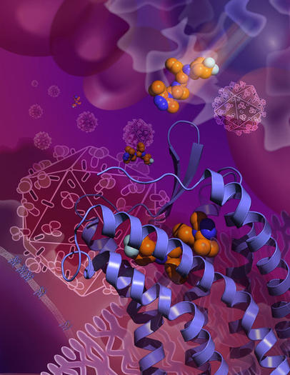 A drug-impeded form of HIV and a cell receptor