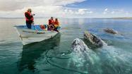 Mexico: More La Paz outfitters offering Baja whale-watching trips