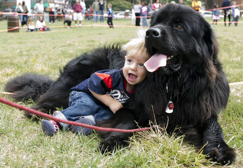 13-month-old Callan Carty-Borden of Laurel leans on his much larger neighbor, a Newfoundland named Tugboat, during the Laurel Department of Parks and Recreation's annual dog show Sunday at McCullough Field.