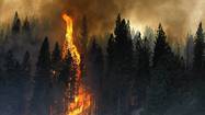 Risky measures to save big trees from Rim fire worked 