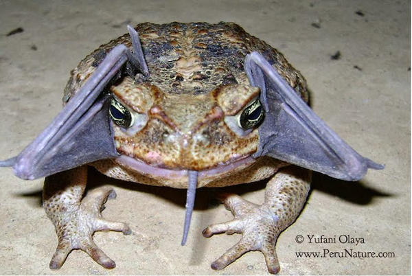 The incredible bat eared toad