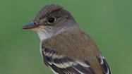 Lawsuit filed to protect endangered southwestern willow flycatcher 