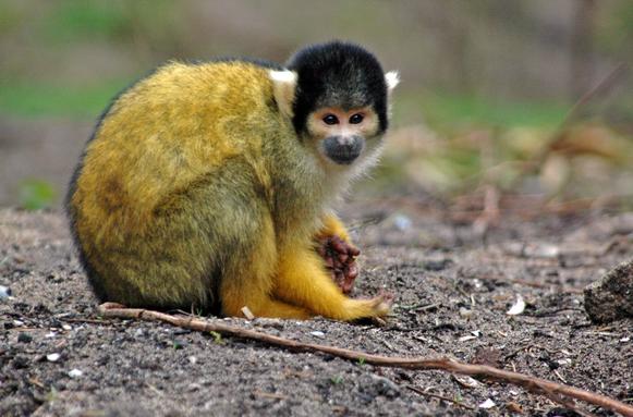 Various primates, including this squirrel monkey, are allowed to freely roam the Apenheul primate park in Apeldoorn, Netherlands.