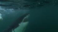 Great white shark snacks on whale carcass. Watch nature in action. 