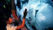 Moon jellyfish's secret swimming powers earn it extra mileage