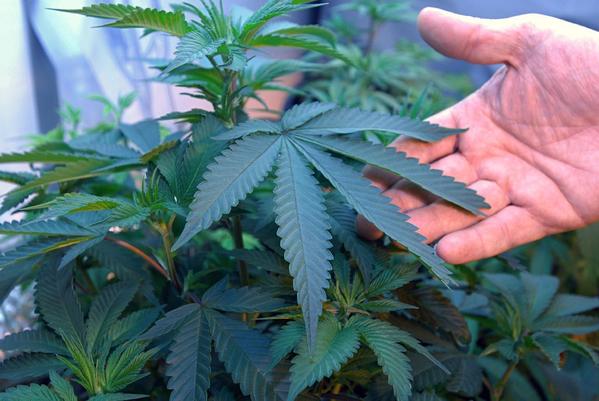 Marijuana Dispensary Worker Arrested After Confronting Dealer