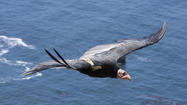 Two condor deaths in Kern water tanks are major blow to species