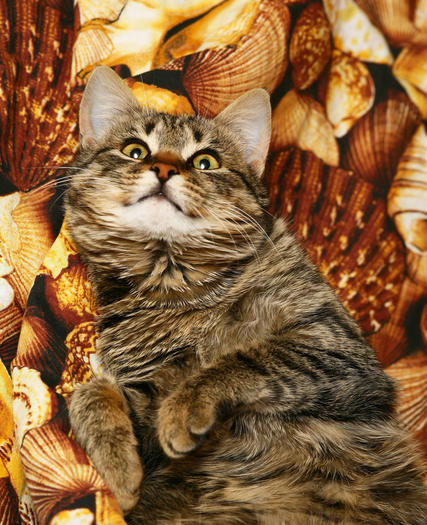 Holiday cat tips: Thanksgiving pet safety