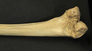 400,000-year-old thigh bone poses evolutionary mystery