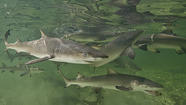 Tracking lemon sharks for nearly 20 years