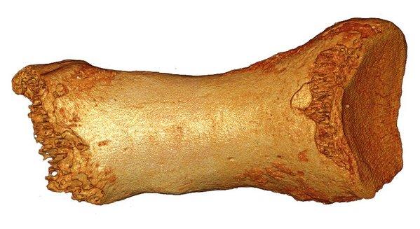 Neanderthal toe bone 