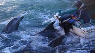 Japan defends dolphin kill as tradition; foreign envoys are critical