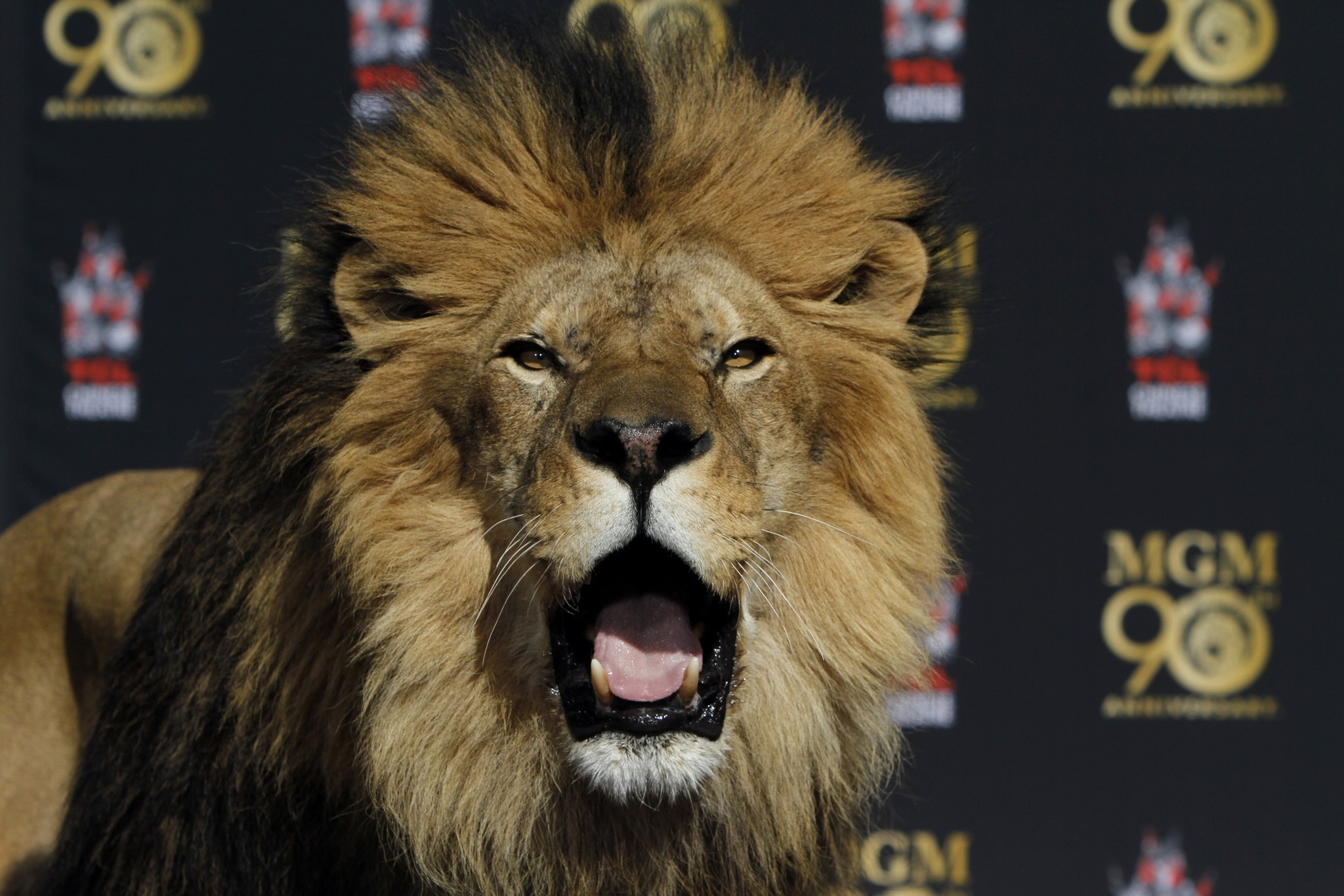Image result for mgm lion