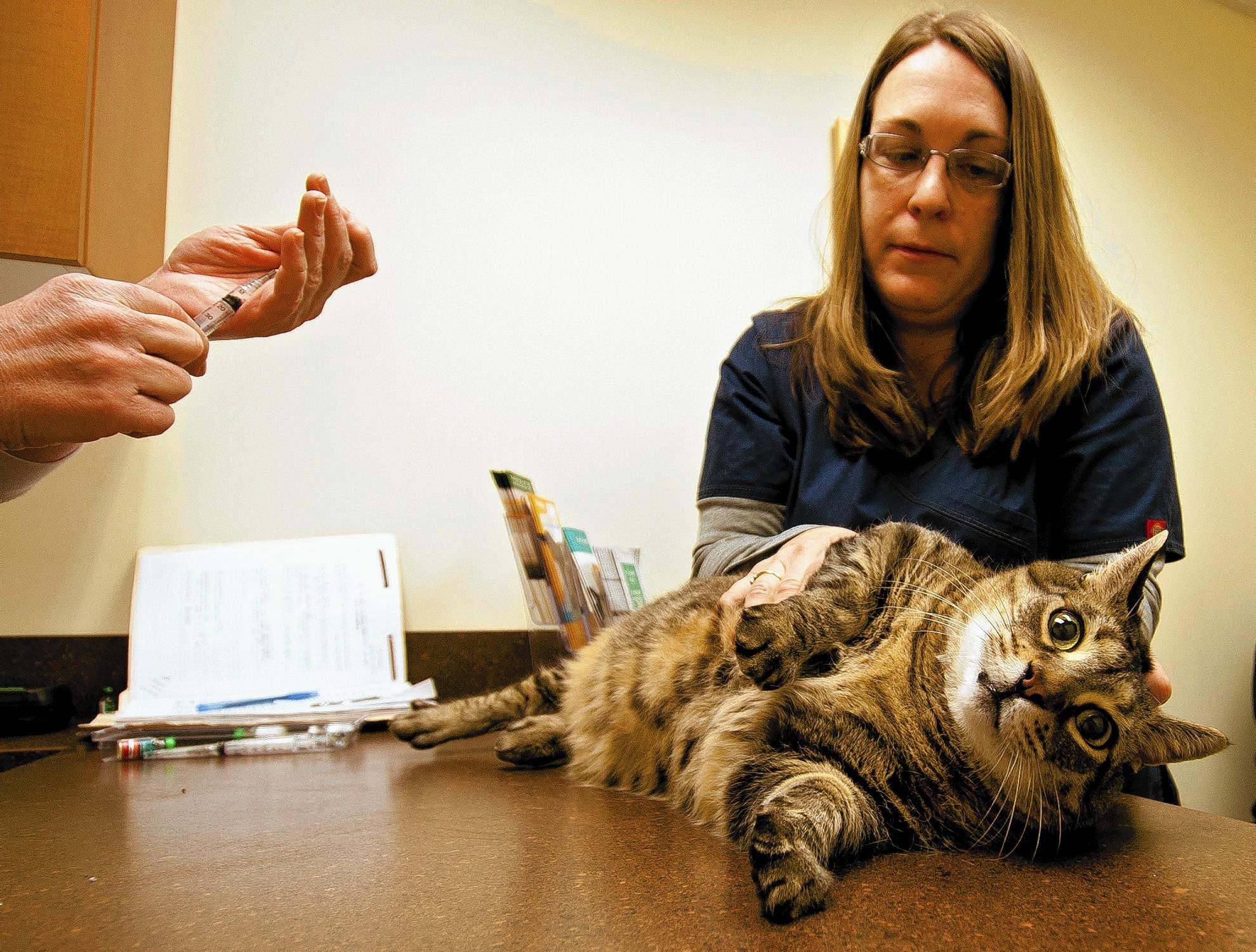 Cats aren't getting regular health care, Valley vets say