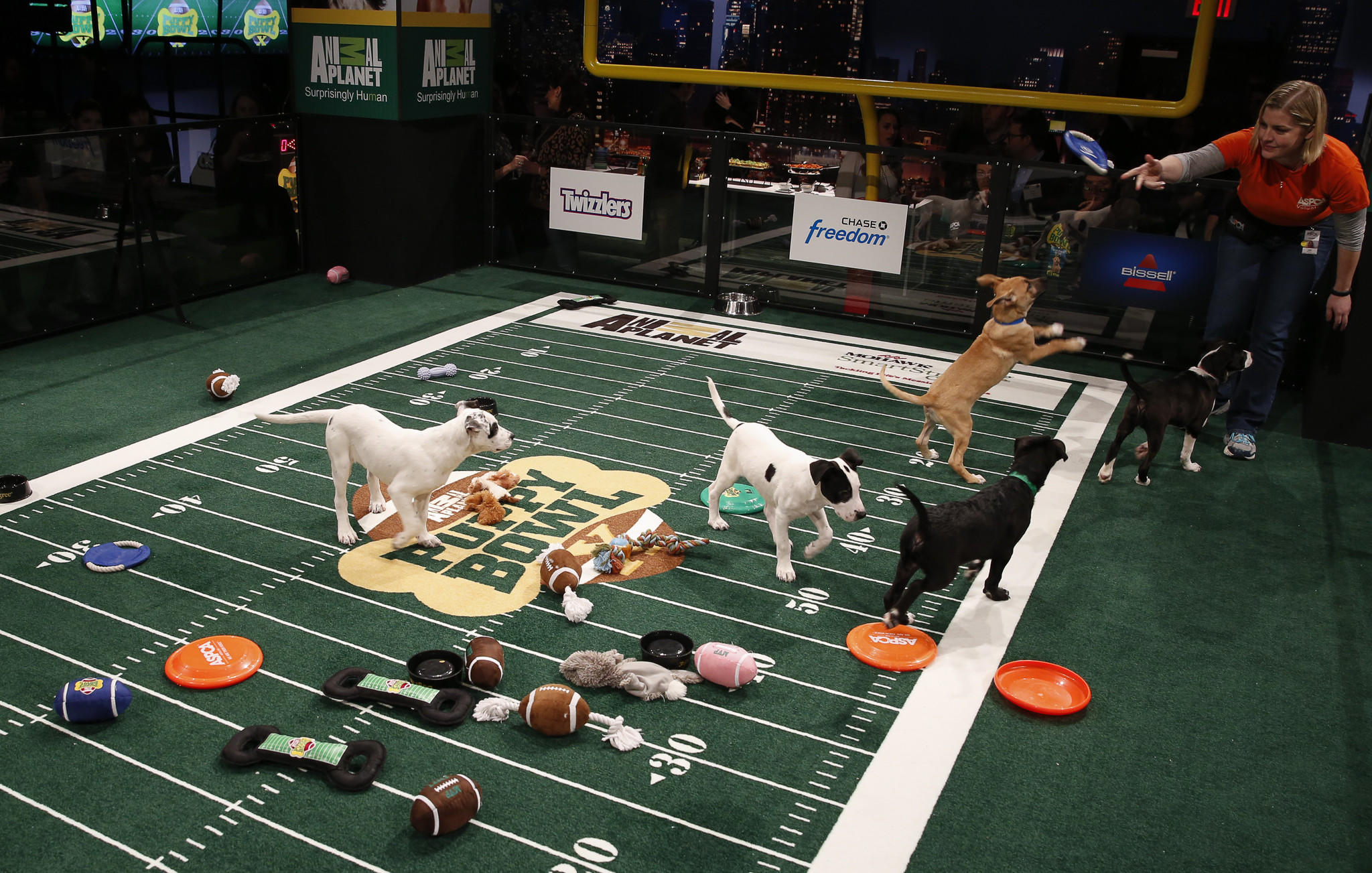 Animal Planet's 'Puppy Bowl X' scores a touchdown for cuteness - latimes