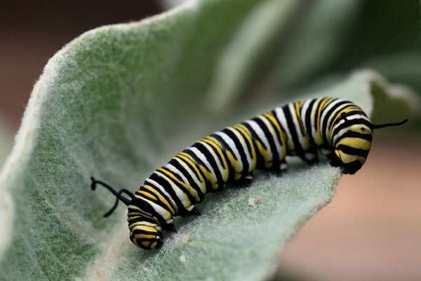 A monarch caterpillar munches on a milkweed leaf