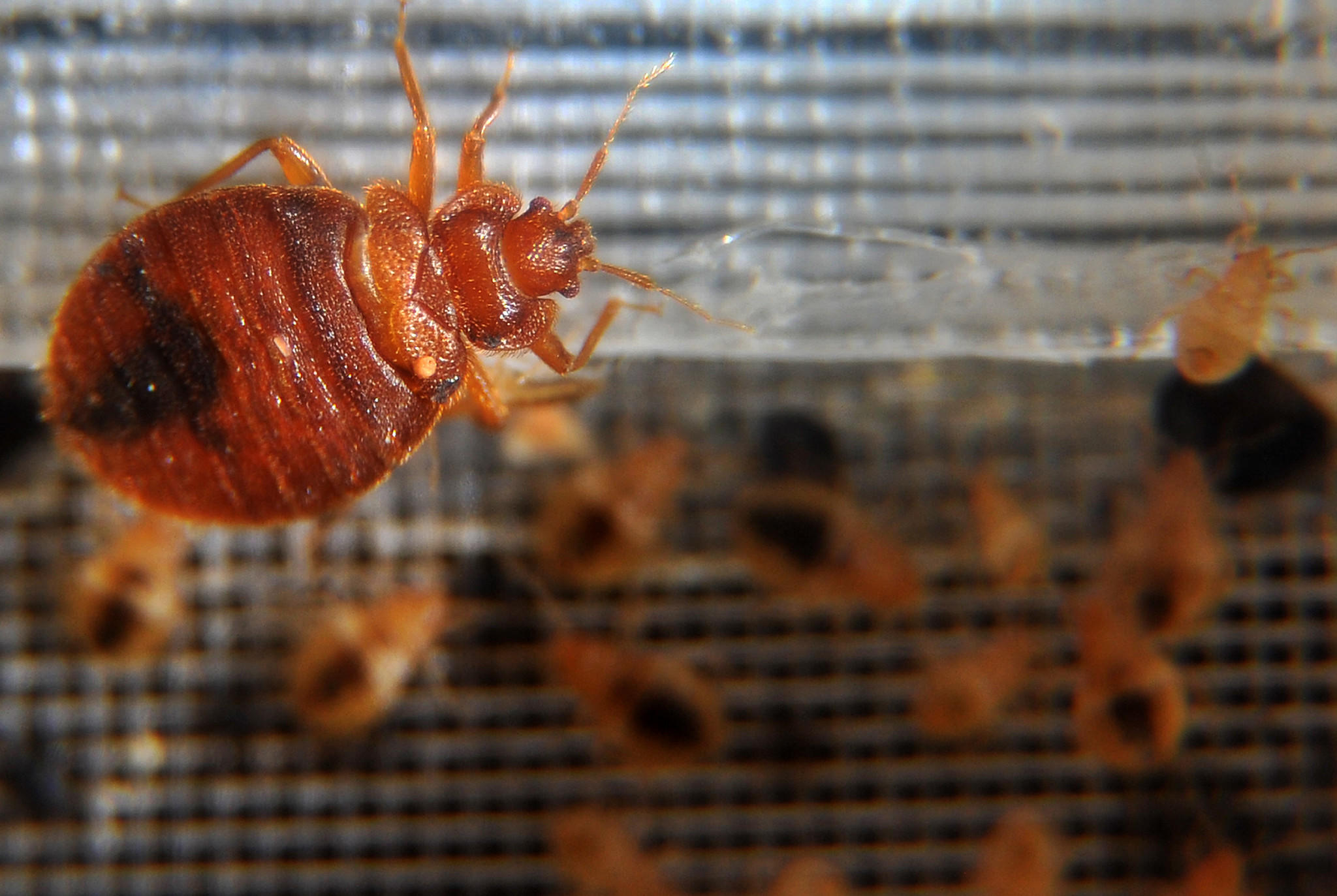 Bed bugs crawl around in a container on display during the 2nd ...