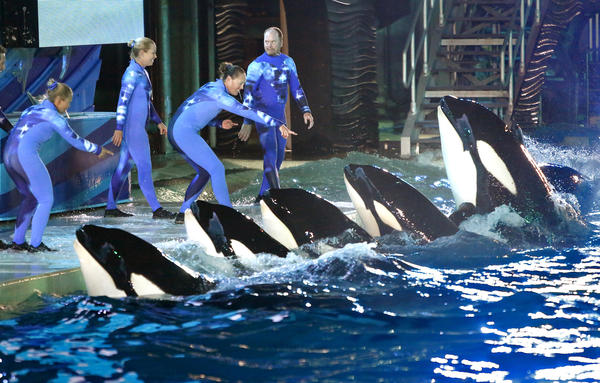 Rights violation: SeaWorld loses bid to put trainers back in water for killer-whale shows  600