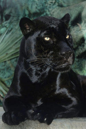 Orson the black jaguar