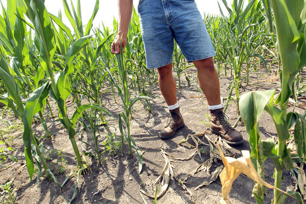 Crops affected by heat, drought