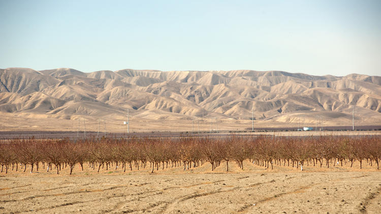 Dry fields and bare trees in California's drought-stricken Central Valley.