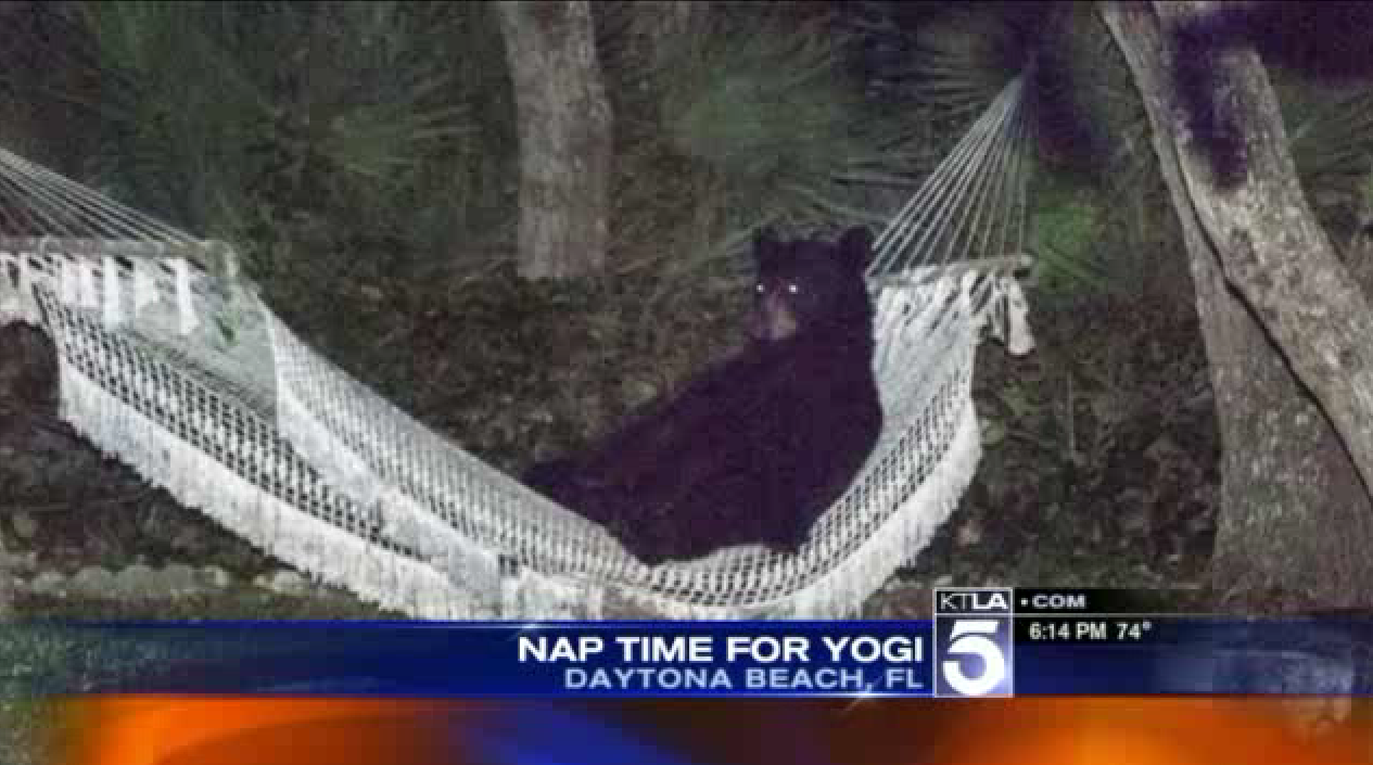 Bear Relaxes On Hammock In Florida Backyard LA Times