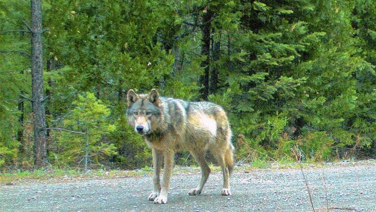 Gray wolf OR7 in Oregon